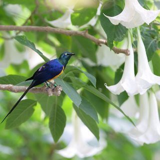 鳥と花 例.jpg